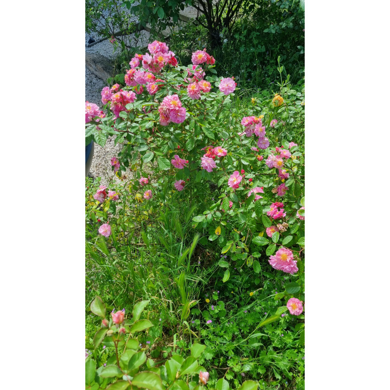 Shrub rose Cornelia