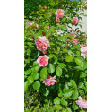 Shrub rose Felicia