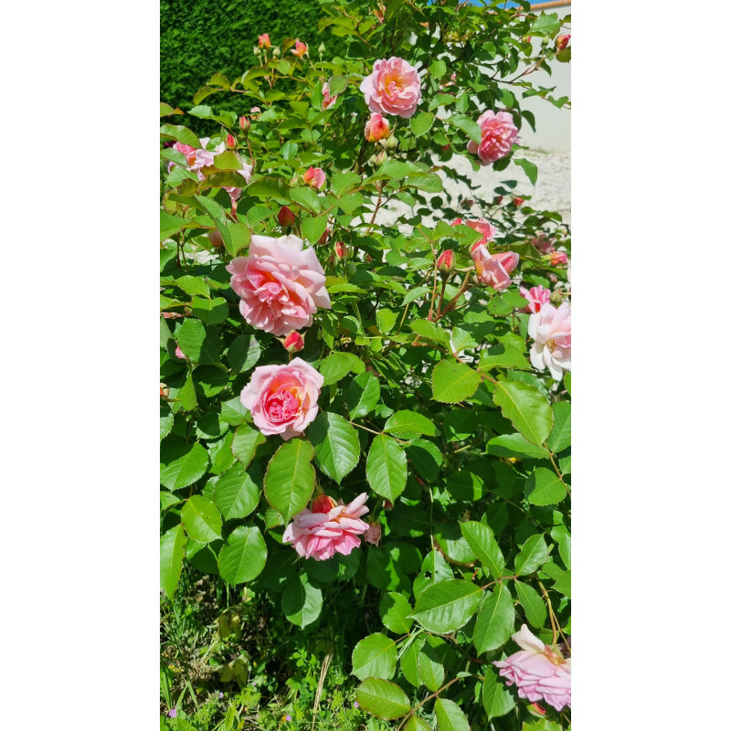 Shrub rose Felicia