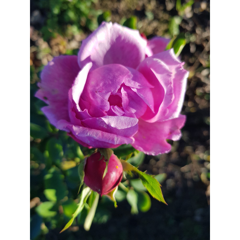 Shrub rose Archiduchesse Elisabeth d'Autriche