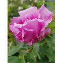 Shrub rose Archiduchesse Elisabeth d'Autriche