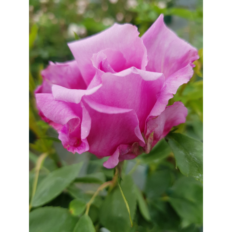Shrub rose Archiduchesse Elisabeth d'Autriche