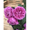 Shrub rose Archiduchesse Elisabeth d'Autriche