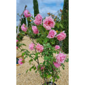 rosier grimpant Emmanuella de Mouchy
