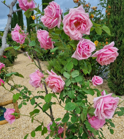 climbing rose Emmanuella de Mouchy