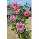 rosier grimpant Emmanuella de Mouchy