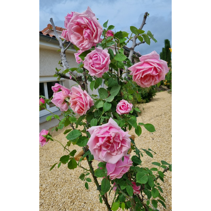rosier grimpant Emmanuella de Mouchy