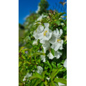 Climbing rose Laevigata