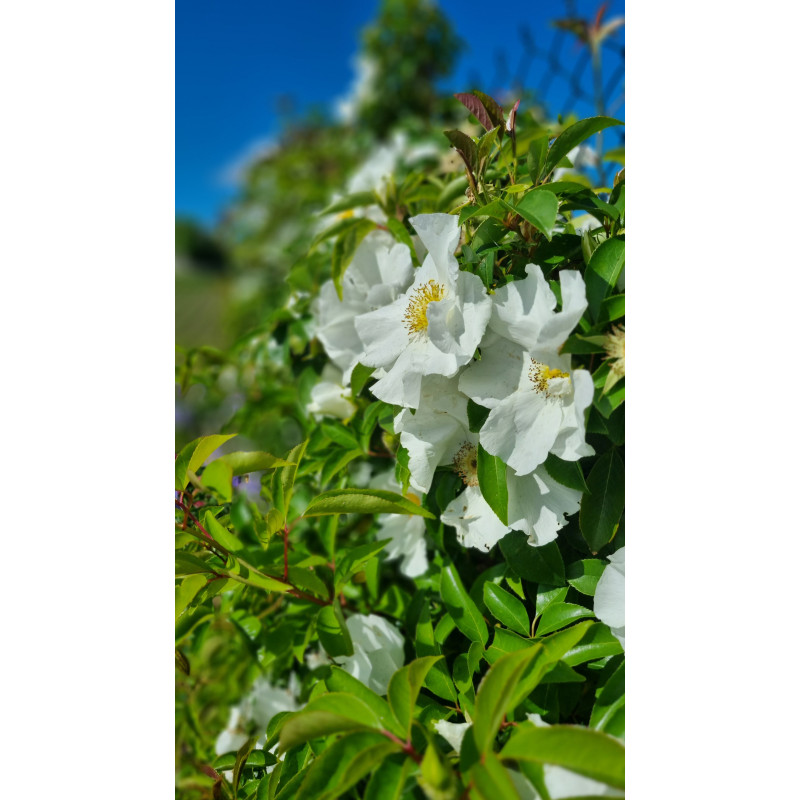 Rosier grimpant Laevigata / La rose des Cherokees
