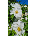 Climbing rose Laevigata