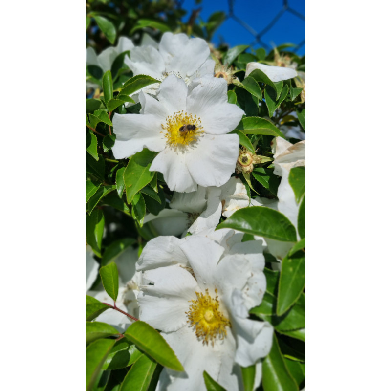 Climbing rose Laevigata