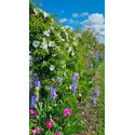 Rosier grimpant Laevigata / La rose des Cherokees