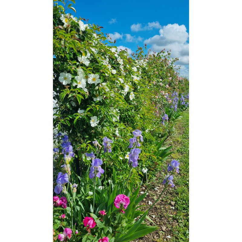 Rosier grimpant Laevigata / La rose des Cherokees