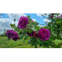Shrub rose Reine des Violettes