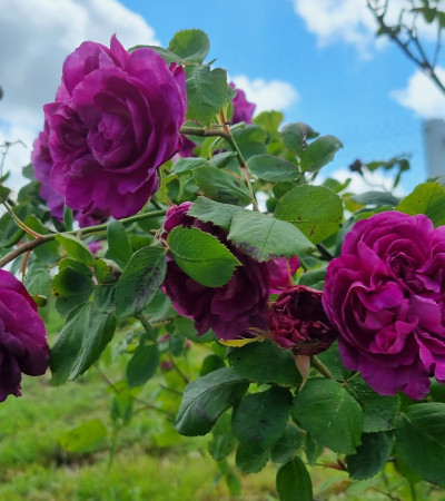 Shrub rose Reine des Violettes