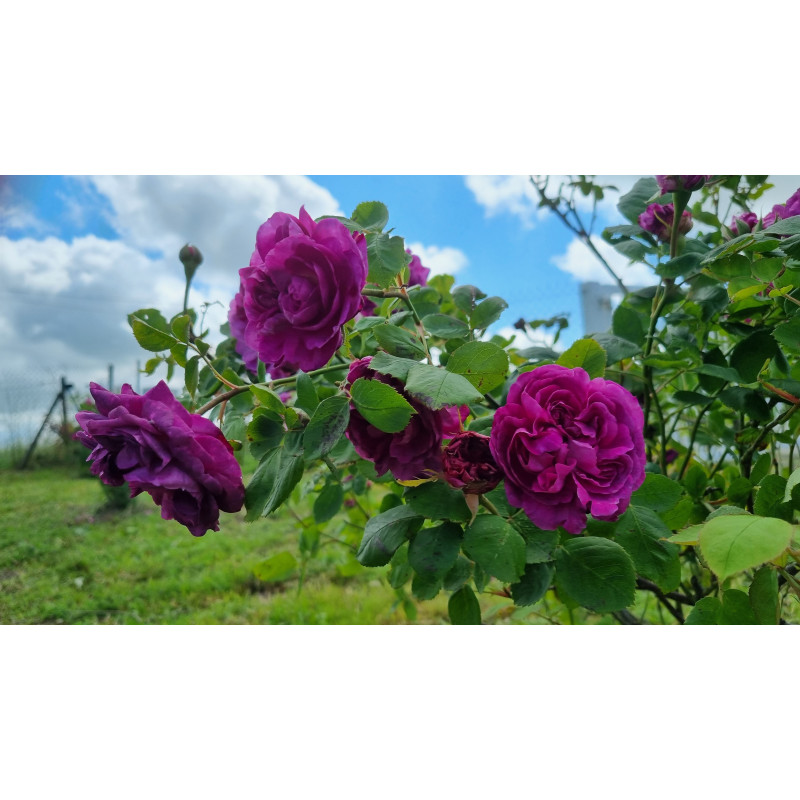 Rosier buisson Reine des Violettes