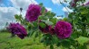 Rosier buisson Reine des Violettes
