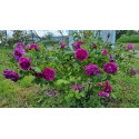 Shrub rose Reine des Violettes