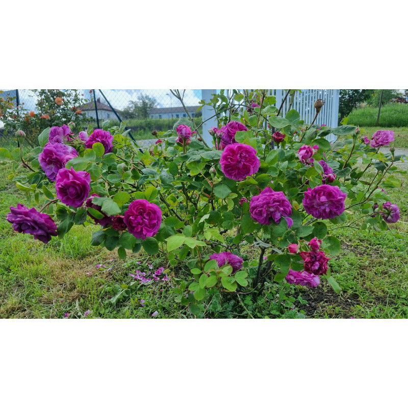 Rosier buisson Reine des Violettes
