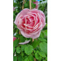 rosier grimpant Emmanuella de Mouchy