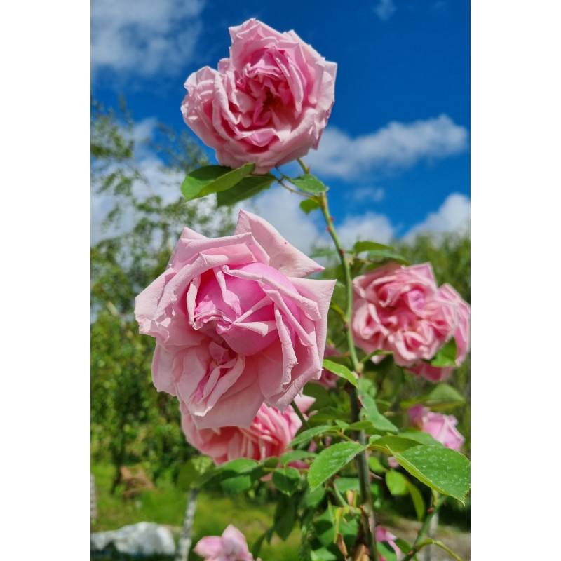 rosier grimpant Emmanuella de Mouchy