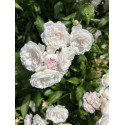 Climbing rose Tresor de Torigny