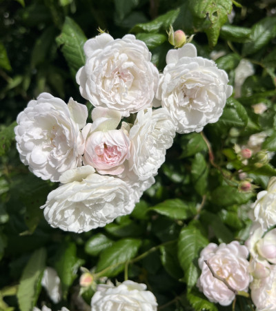 Climbing rose Tresor de Torigny