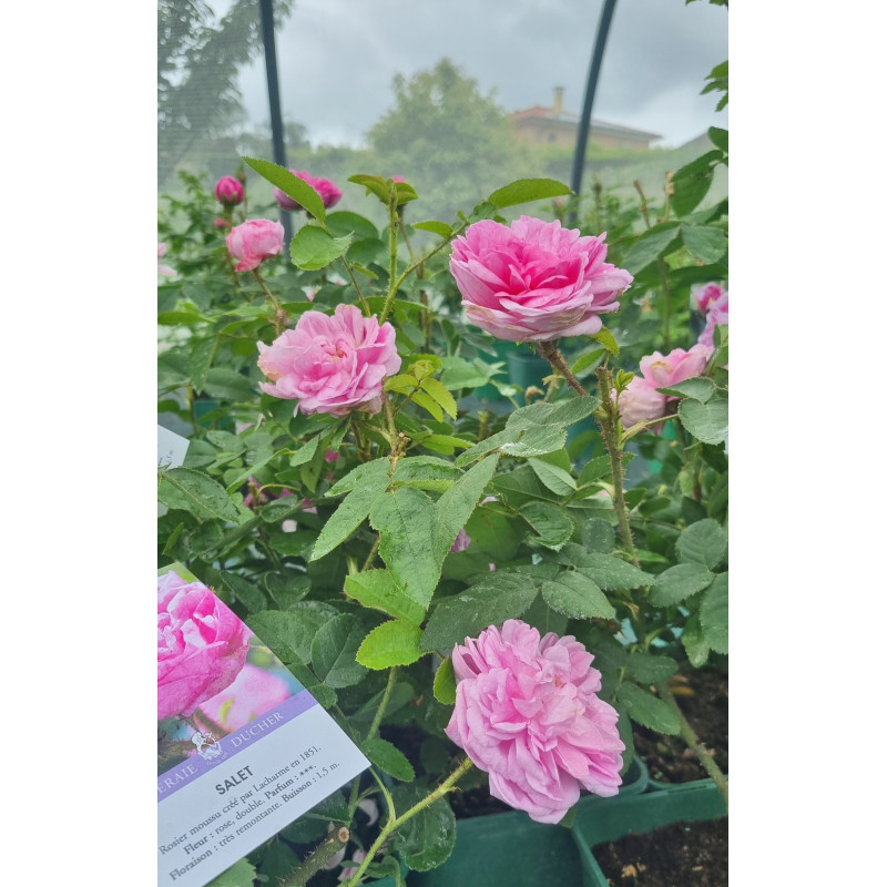 Shrub rose Salet