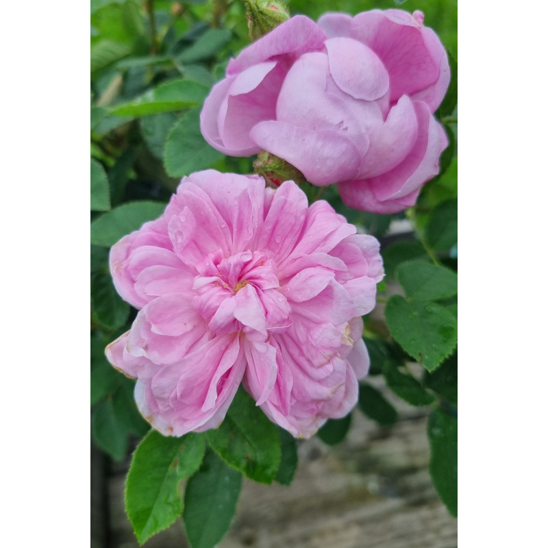 Shrub rose Salet