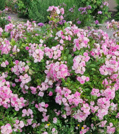 Climbing rose Frau Eva Schubert