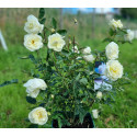 Shrub rose Ducher