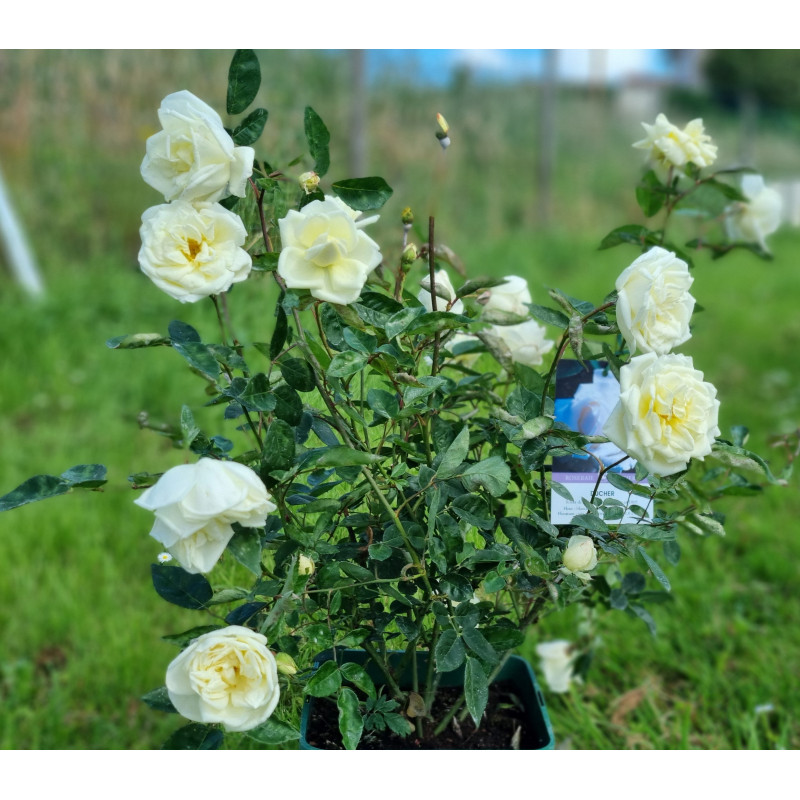 Shrub rose Ducher