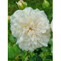 Climbing rose Sombreuil