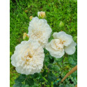Climbing rose Sombreuil