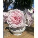 Climbing rose Souvenir de la Malmaison Grimpant