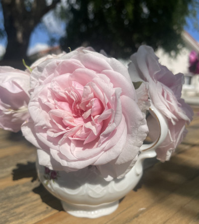 Climbing rose Souvenir de la Malmaison Grimpant