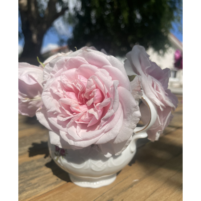 Climbing rose Souvenir de la Malmaison Grimpant