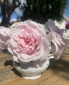Climbing rose Souvenir de la Malmaison Grimpant