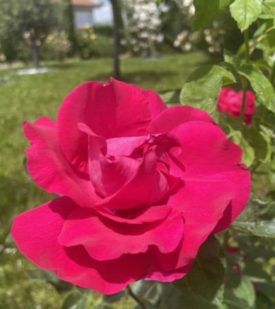 Rosier buisson Ulrich Brunner