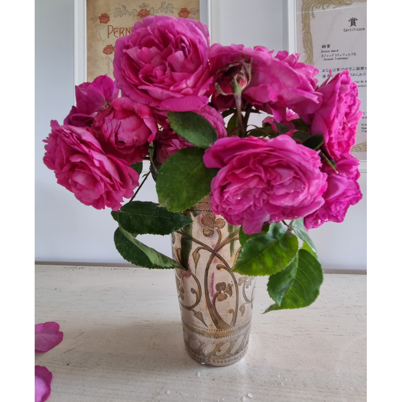 Shrub rose Baron de Gossard