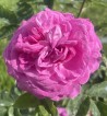 Shrub rose Baron de Gossard