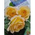 Shrub rose creation Benoite Groult ®