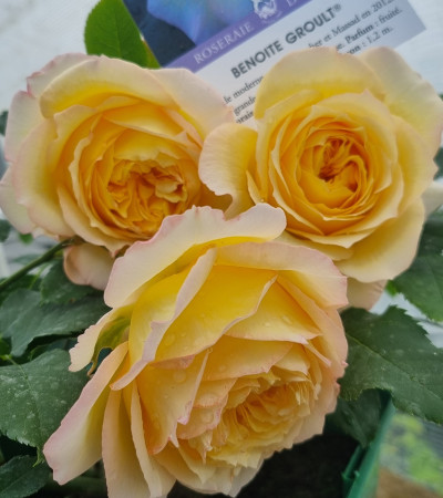 Shrub rose creation Benoite Groult ®