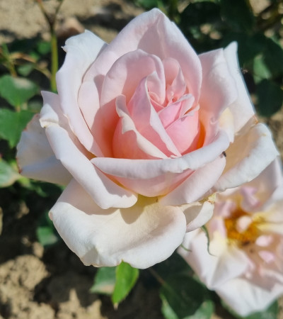 Shrub rose Prince de Bulgarie