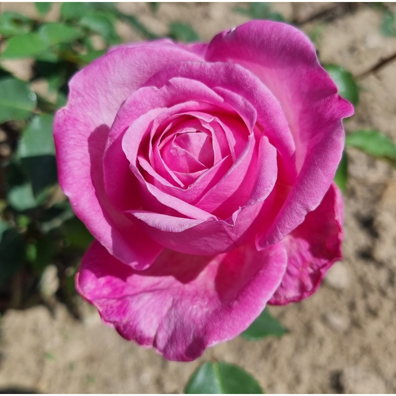 Rosier buisson Marie Ducher