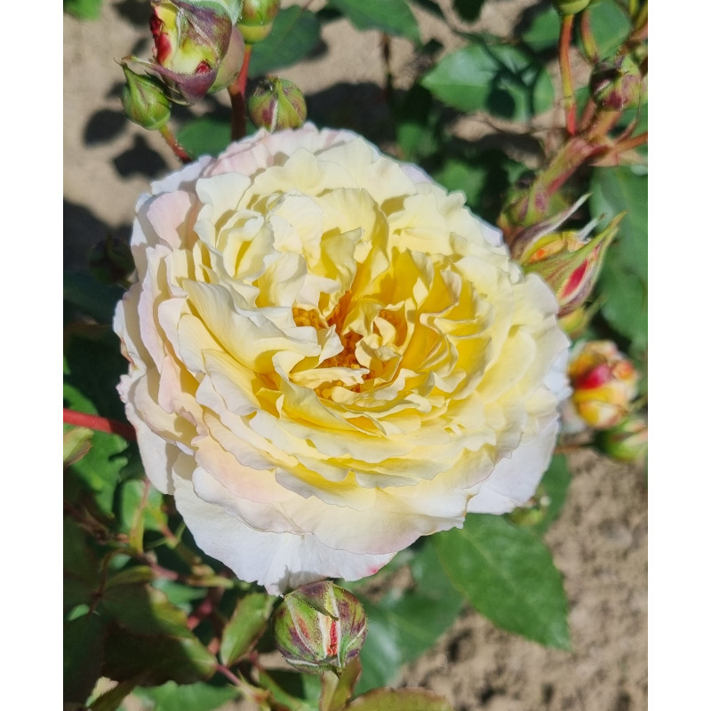 Shrub rose creation Benoite Groult ®