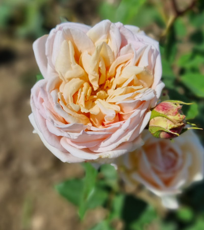 Rosier buisson Hélène CAMBIER