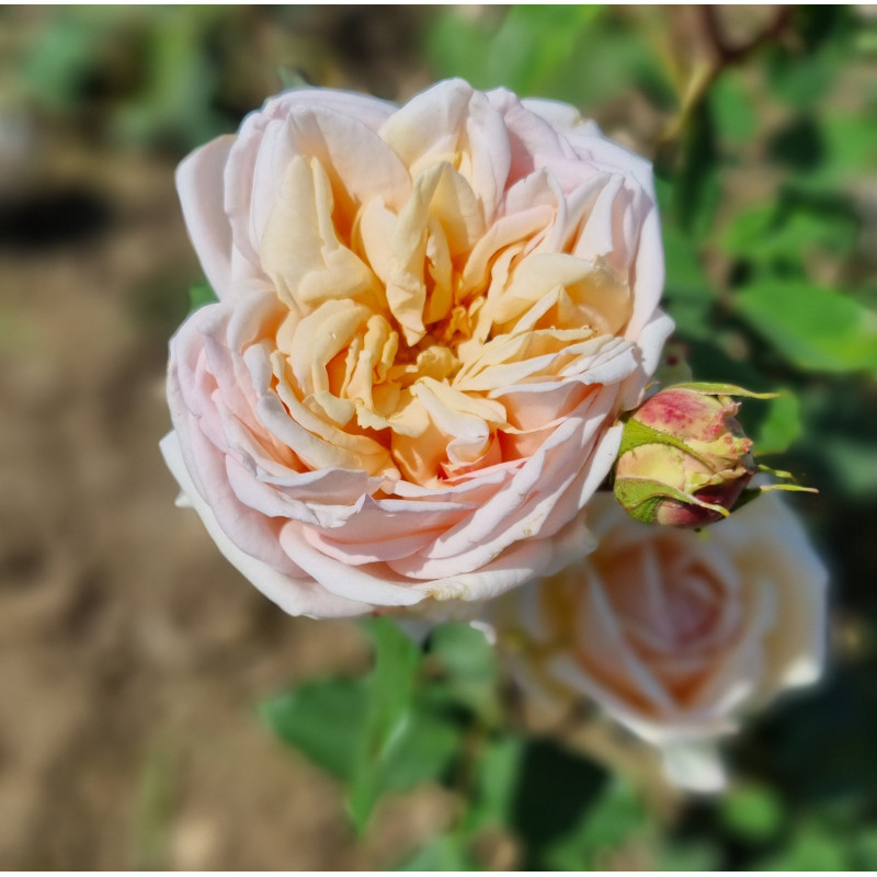 Rosier buisson Hélène CAMBIER