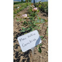 Rosier buisson Hélène CAMBIER
