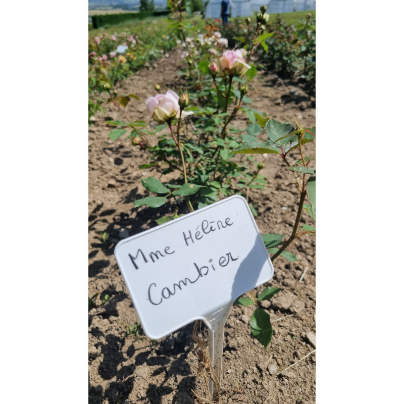 Rosier buisson Hélène CAMBIER